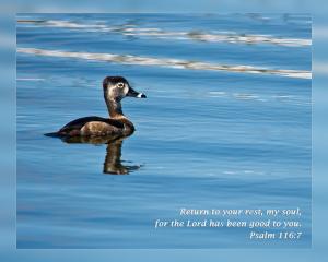 Daily Scripture Art Psalm 116 7
